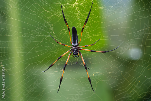 Seychelles palm spider on the web, beautiful black and gold colour, closeup shot, Mahe Seychelles 2