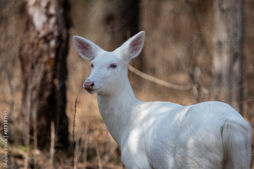 Albino white-tailed deer doe, one ear pointed back, lookingtoward the left of the frame.