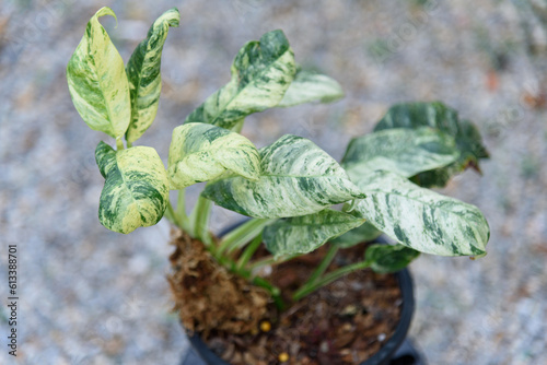 rhaphidophora puberula variegated in the pot   photo