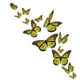 Yellow monarch butterflies
