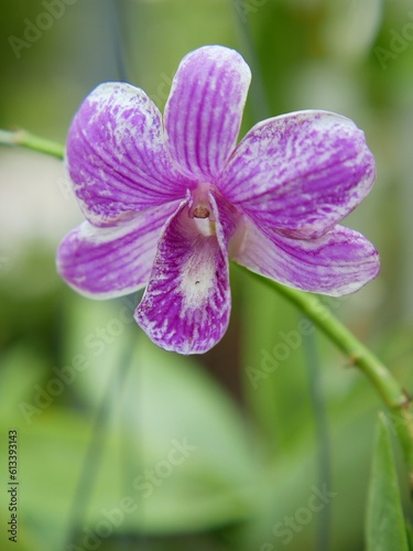 orchid purple macro