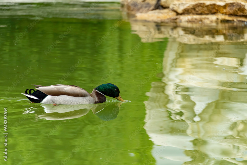 Obraz premium Mallard duck swimming on green pond with water reflections