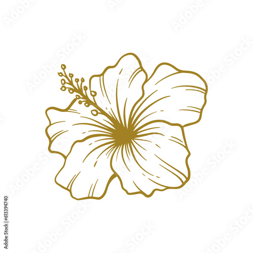 Hand drawn hibiscus flower. Hibiscus flower line art vector illustration