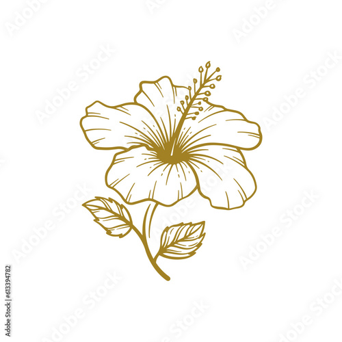 Hand drawn hibiscus flower. Hibiscus flower line art vector illustration