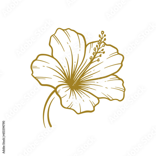 Hand drawn hibiscus flower. Hibiscus flower line art vector illustration