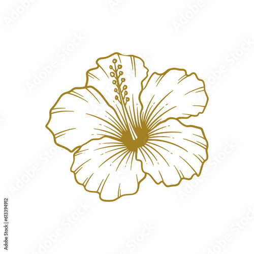 Hand drawn hibiscus flower. Hibiscus flower line art vector illustration