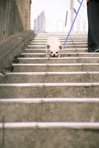 犬 チワワ