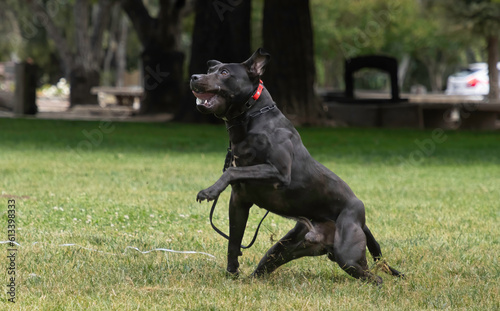 A pitbull dog playing in the park in the greater sf bay area