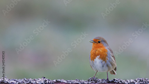 robin perching on fence
