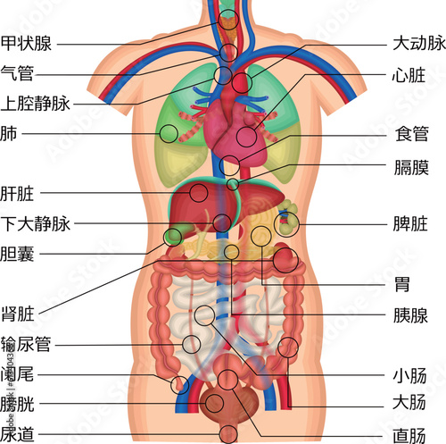 内臓　体内　臓器　イラスト
