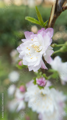 Close up of a white cherry blossom in a spring garden  with a little purple on the edges of the petals.