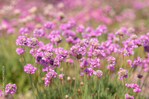 close-up of purple flowers in the field