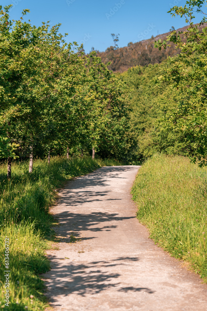 dirt road in a path with plants, trees and vegetation