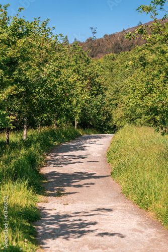 dirt road in a path with plants, trees and vegetation