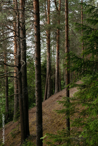 Pine slope near by the lake © Grigoriy
