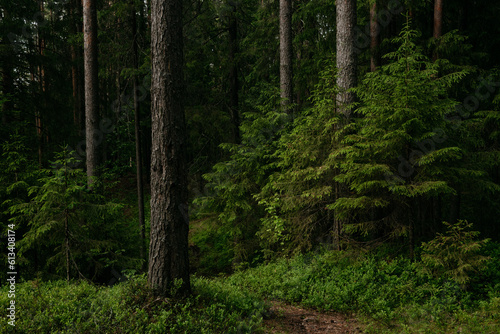 Landscape. Fragment of the summer northern forest © Grigoriy