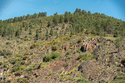 natural landscape of the top of a rocky mountain full of trees, vegetation and plants, with a clear blue sky