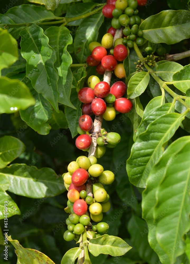 coffee fruit in the garden coffee fruit in the garden