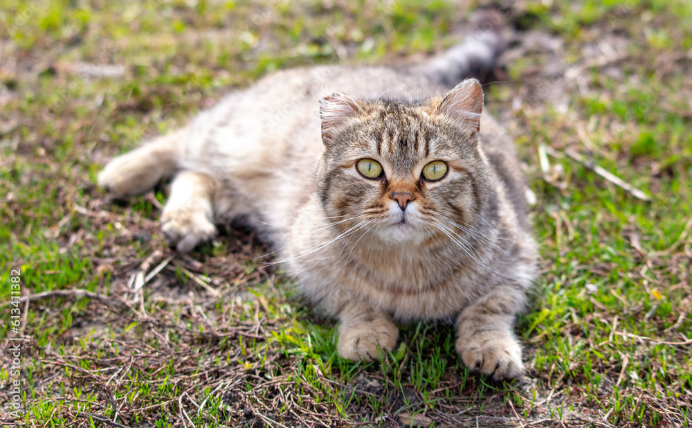 European Shorthair cat on the ground in nature. Selective focus.