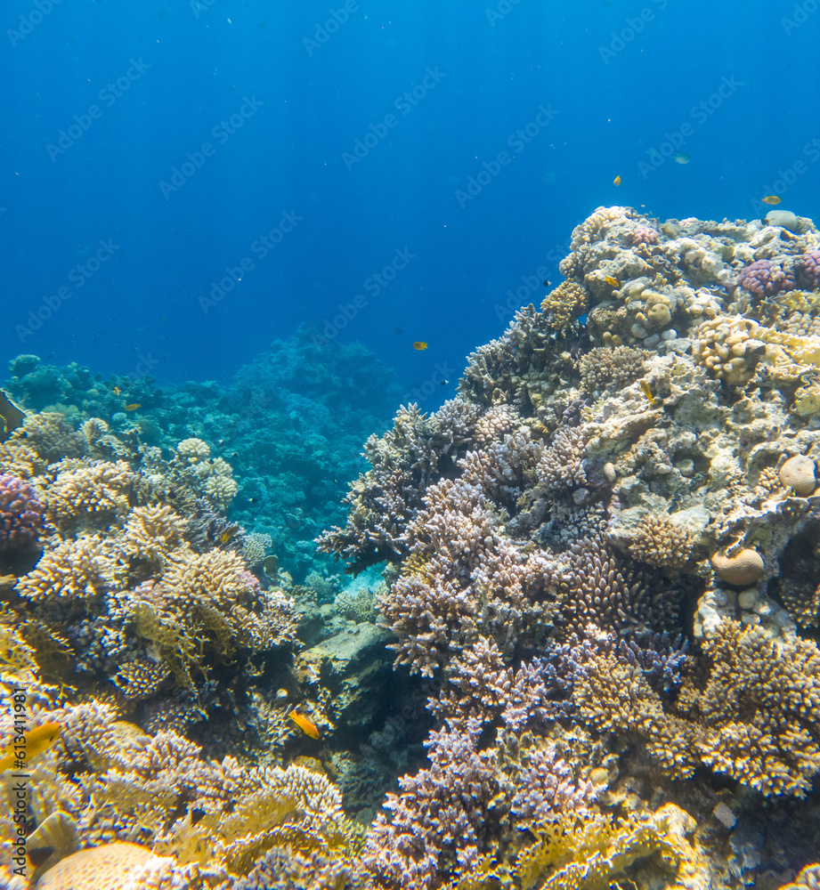 Coral reef under sea water. Coral reef under sea water.