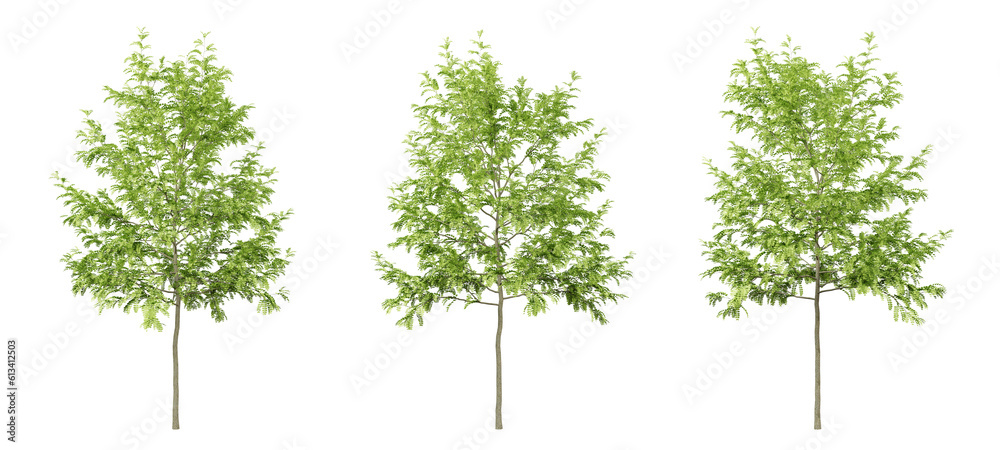 Green gleditsia triacanthos trees on transparent background, png tree, 3d render illustration. Green gleditsia triacanthos trees on transparent background, png tree, 3d render illustration.