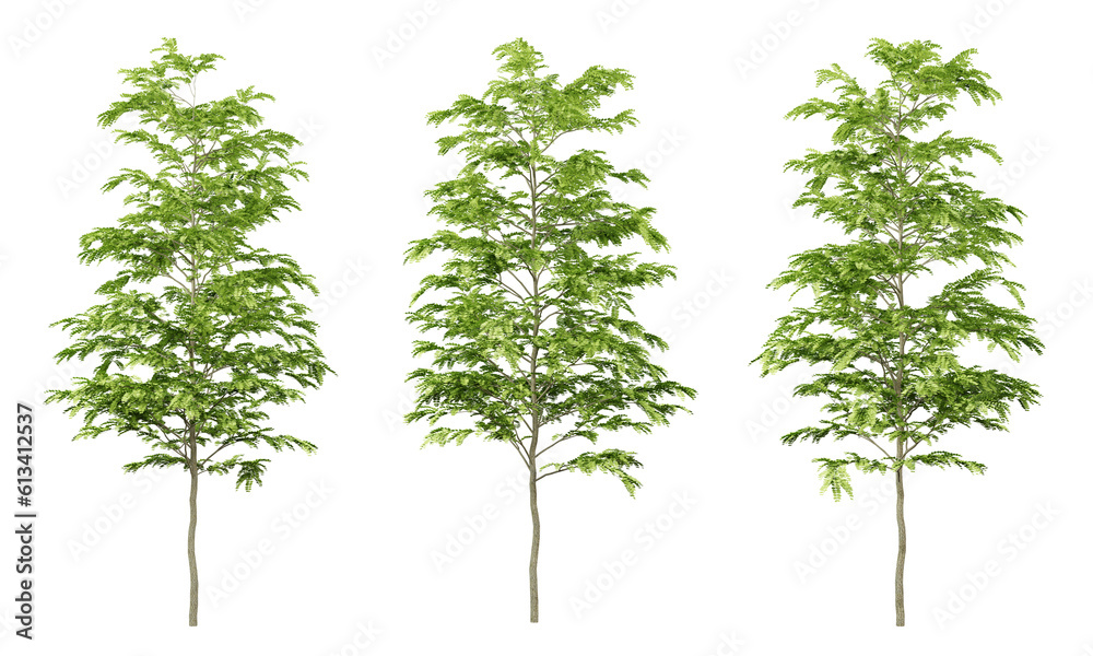 Green gleditsia triacanthos trees on transparent background, png tree, 3d render illustration. Green gleditsia triacanthos trees on transparent background, png tree, 3d render illustration.