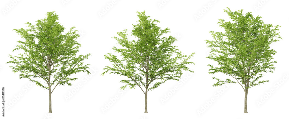Fototapeta premium Green gleditsia triacanthos trees on transparent background, png tree, 3d render illustration.