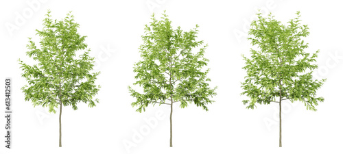 Green gleditsia triacanthos trees on transparent background, png tree, 3d render illustration.