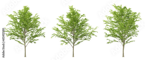 Green gleditsia triacanthos trees on transparent background, png tree, 3d render illustration. © Sandy