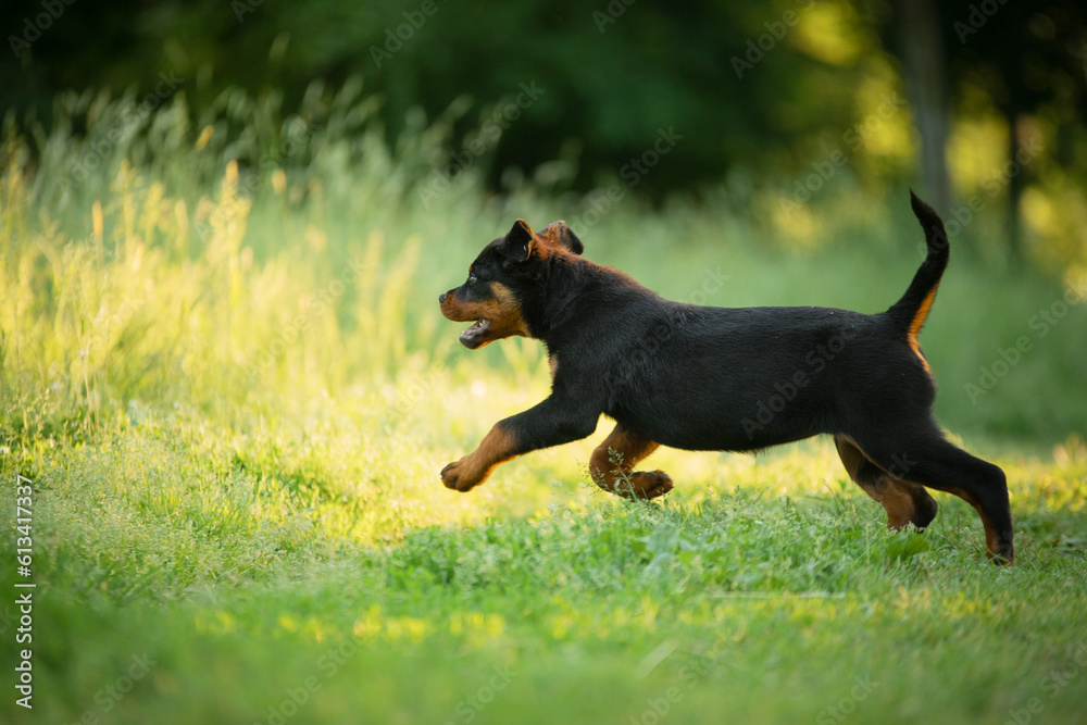 A puppy in the grass, in the park. Cute Rottweiler dog in nature. Walking with a pet in park A puppy in the grass, in the park. Cute Rottweiler dog in nature. Walking with a pet in park