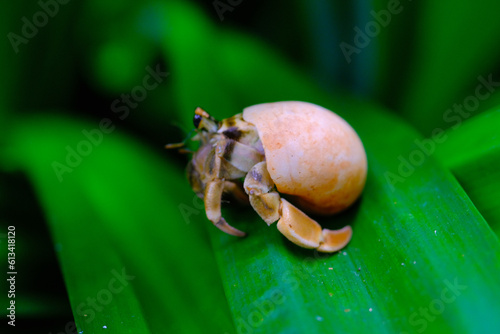 White-shelled hermit crab macro, animal closeup, hermit crab (Coenobita Brevimanus) trying to get off a pandan leaf, Indonesian Hermit Crab photo