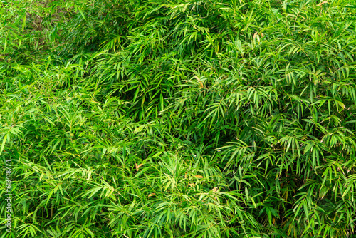 Fresh green bamboo leaf background. Green nature background. Green environmental background.