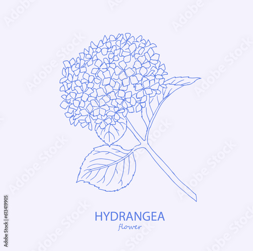 Hydrangea. Logo. Trendy botanical elements. Hand drawn line leaves and flowers. Hydrangea, flower, hydrangeas, watercolor, floral illustration, blossom, bloom