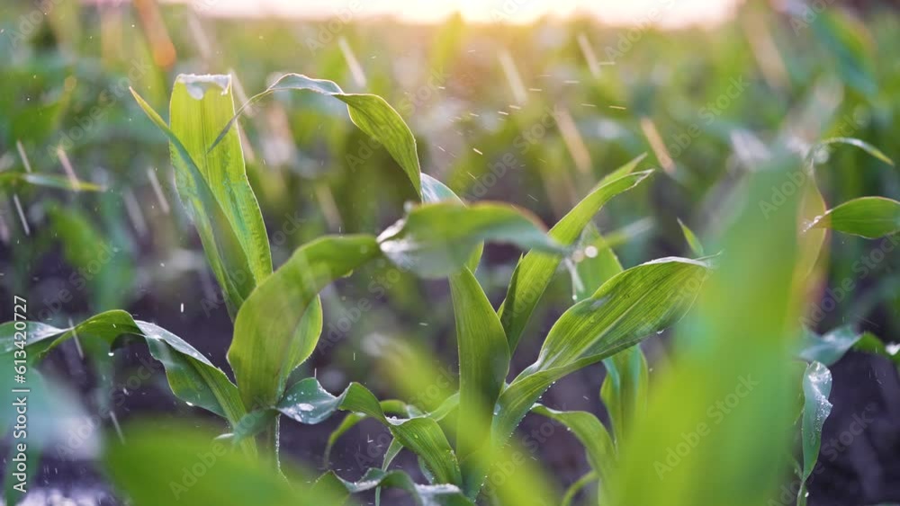 Agriculture. Corn field in water. Watering green plantation. Irrigation system for corn field. Rain irrigates green field of corn. Puddles on corn farm. Water on green plant.Farm irrigation management
