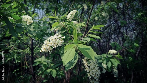 branches of white bird cherry blossoms swaying in the wind on a summer day 4k video