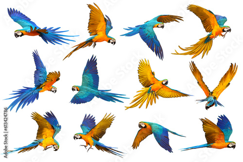 Set of Parrot flying isolated on transparent background png file 