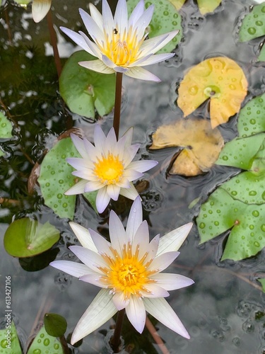 white water lilies