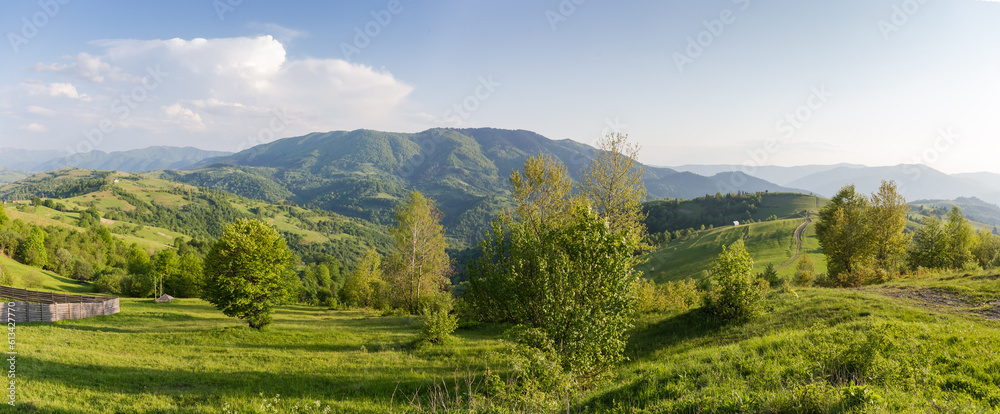 Obraz premium Mountain meadows and forests on Carpathian ridges in sunny weather