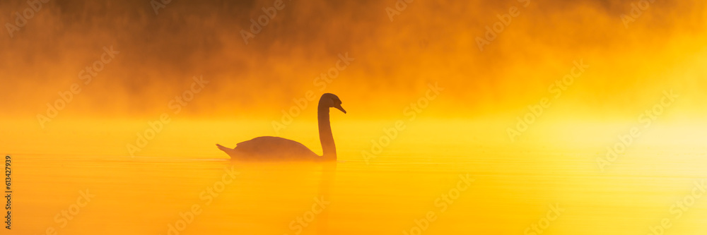 Naklejka premium A swan on a misty lake during a beautiful sunrise