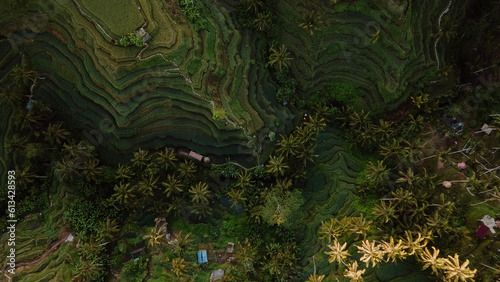 Aerial view of Tegalalang rice terraces near Ubud at sunrise. 