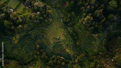 Aerial view of Tegalalang rice terraces near Ubud at sunrise. 