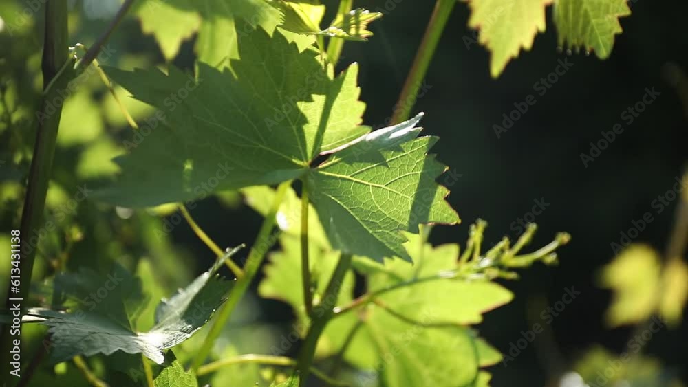 Vine with very young, fresh, green leaves in the sunlight in spring with a blurred background. Vine with very young, fresh, green leaves in the sunlight in spring with a blurred background.
