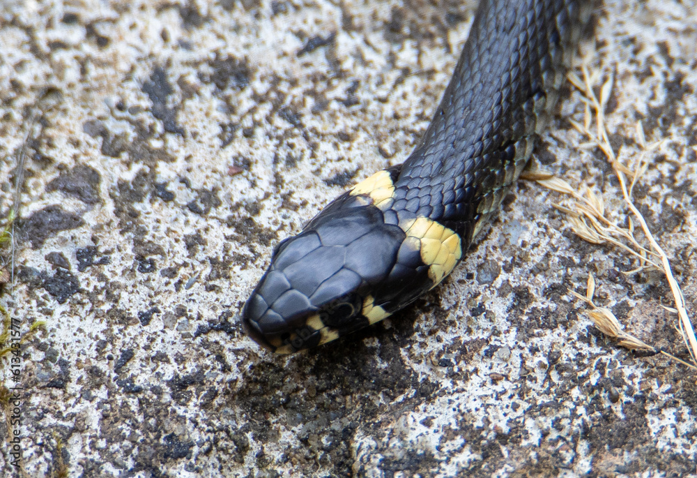 A close-up of the head of a Natrix natrix snake A close-up of the head of a Natrix natrix snake