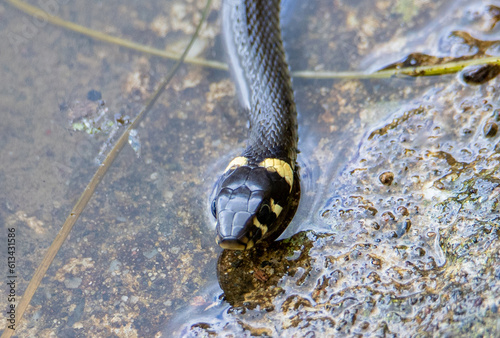 A close-up of the head of a Natrix natrix snake © sebi_2569