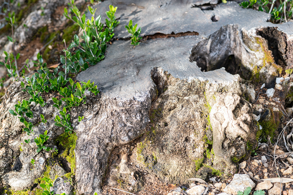 Regrowth on an olive tree stump. Young green shoots emerging from a cut olive tree. Regrowth on an olive tree stump. Young green shoots emerging from a cut olive tree.