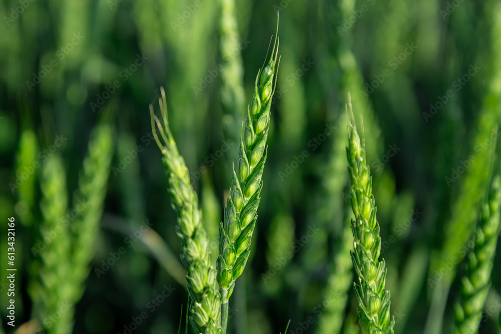 Green wheat field close up image. Agriculture scene