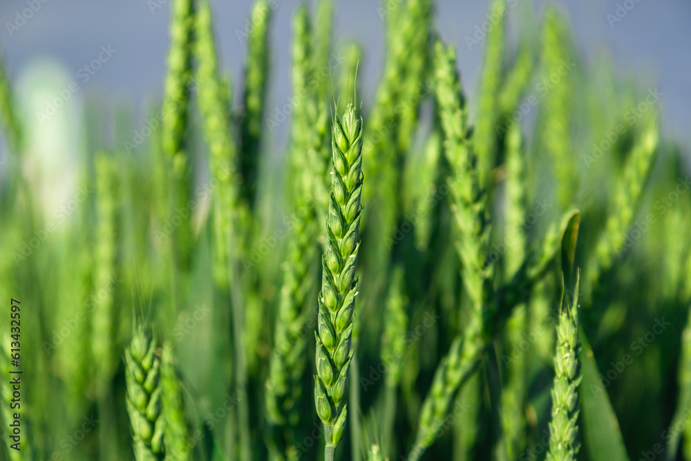 Green wheat field close up image. Agriculture scene Green wheat field close up image. Agriculture scene