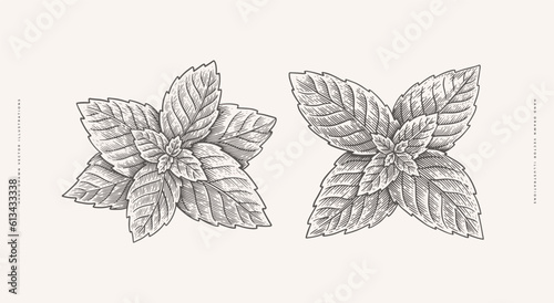 Set of mint leaves. Aromatic plant in vintage engraving style. Design element for culinary or medical products. Hand-drawn botanical illustration on a light background.