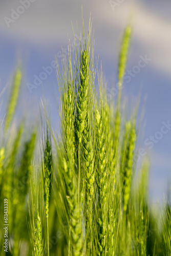 Green wheat field close up image. Agriculture scene
