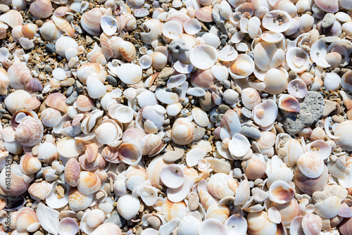 Seashells background with natural light 
